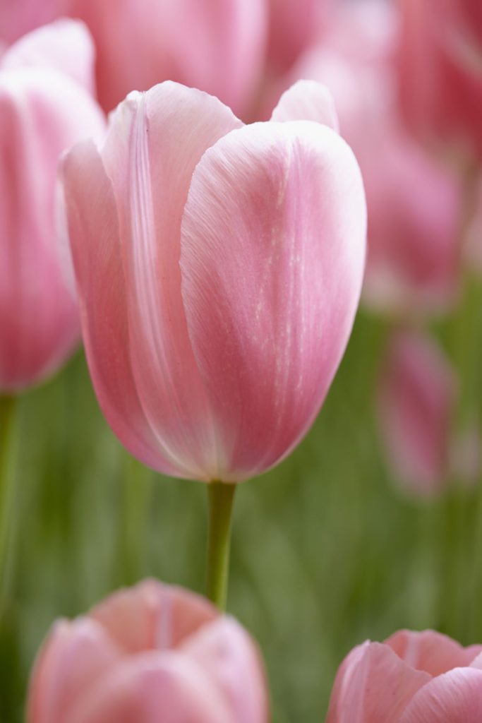 H & M - Tulpenbollen Menton - Groen