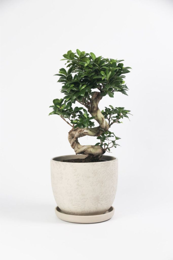 H & M - Japanse Bonsai S-shape - Groen