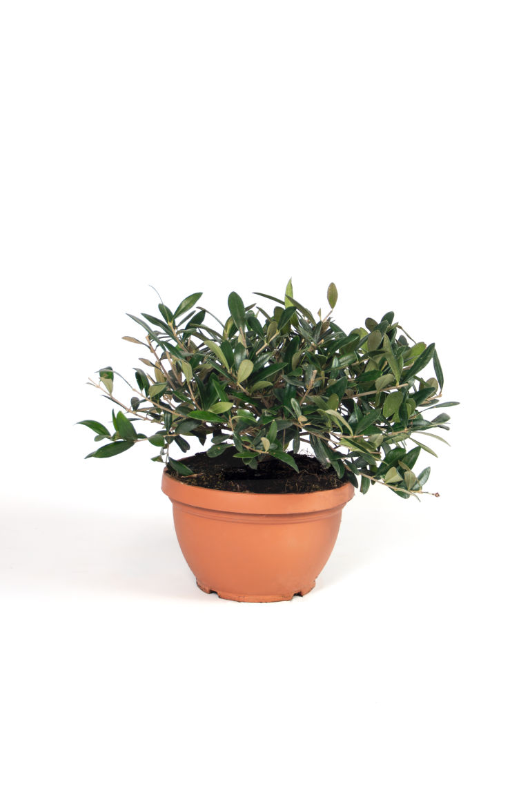 H & M - Bonsai Olijfboom - Groen